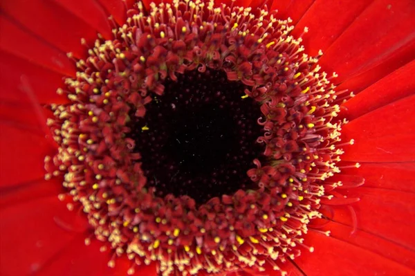 Macro immagine di un fiore rosso — Foto Stock