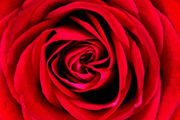 Macro picture of a red flower — Stock Photo, Image