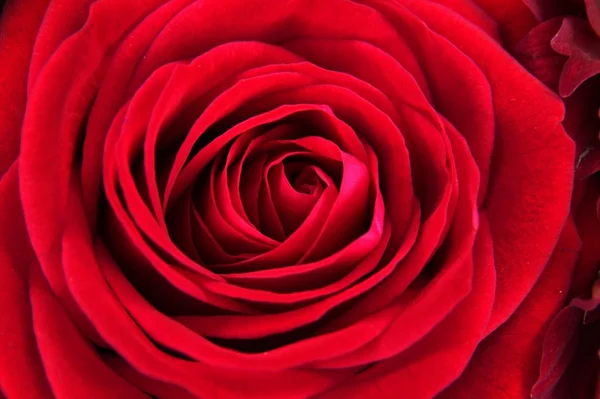 赤い花のマクロ写真 — ストック写真