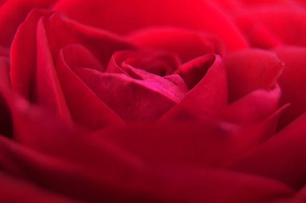 Macro picture of a red flower — Stock Photo, Image