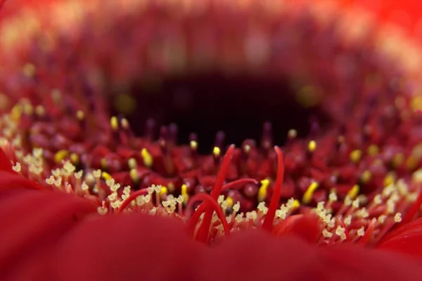 Macro immagine di un fiore rosso — Foto Stock