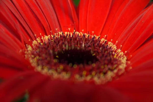 Macro immagine di un fiore rosso — Foto Stock