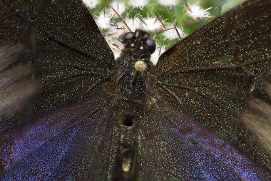 Bir kelebek bir laboratuvarda makro resmi