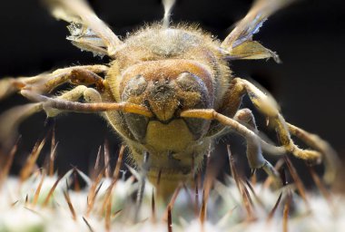 Kraliçe Arı makro resmi