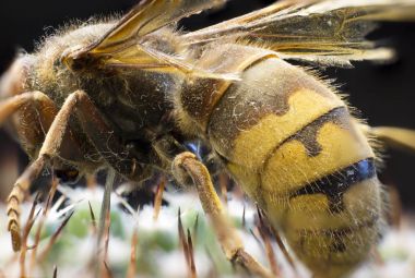 Kraliçe Arı makro resmi