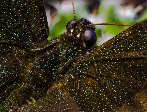 Imagen Macro Una Mariposa Laboratorio — Foto de Stock