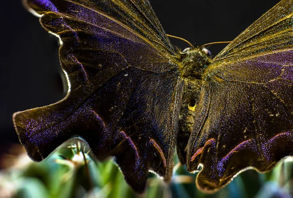 Макрокартина Бабочки Лаборатории — стоковое фото