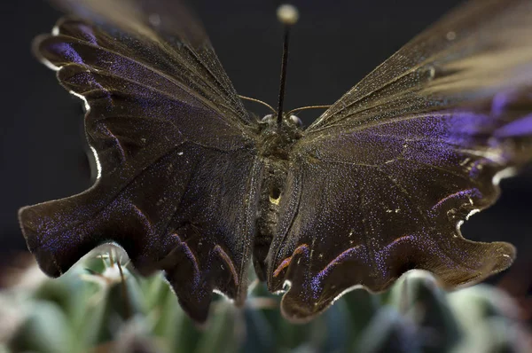 Makro Obrázek Motýla Laboratoři — Stock fotografie