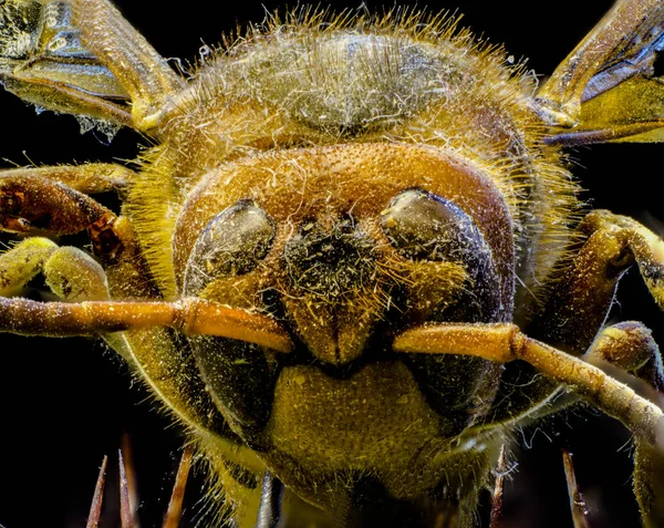 Makrobild Einer Bienenkönigin — Stockfoto