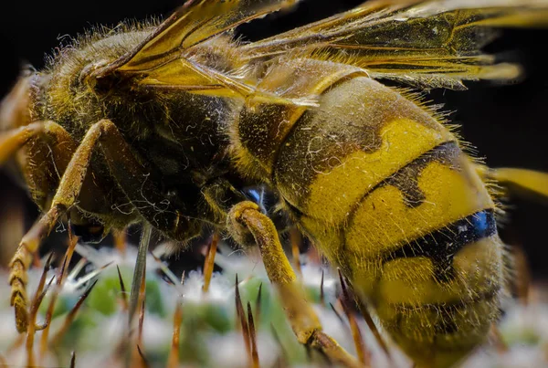 Makrobild Einer Bienenkönigin — Stockfoto