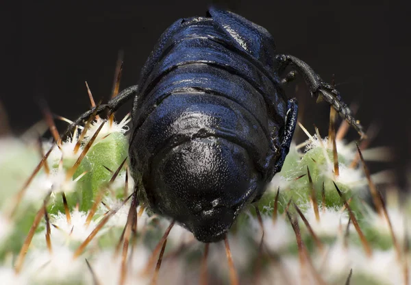 Makroaufnahme Eines Schwarzen Käfers — Stockfoto