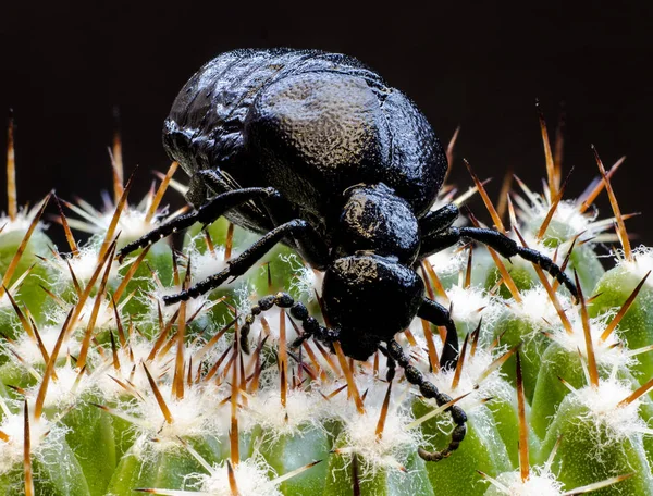 Μακροεντολή Φωτογραφία Ένα Μαύρο Bug — Φωτογραφία Αρχείου