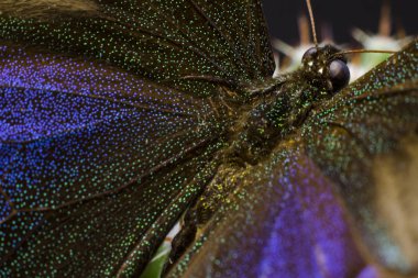 Bir kelebek bir laboratuvarda makro resmi