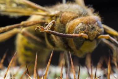 Kraliçe Arı makro resmi