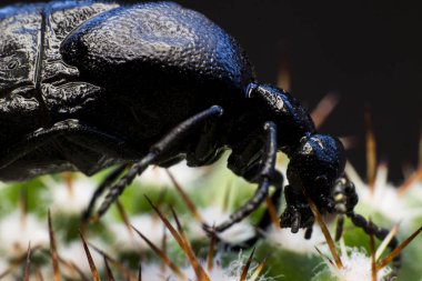 Makro resim siyah bir hata 