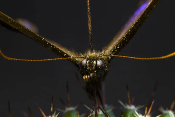 Μακροεντολή Φωτογραφία Μιας Πεταλούδας Ένα Εργαστήριο — Φωτογραφία Αρχείου