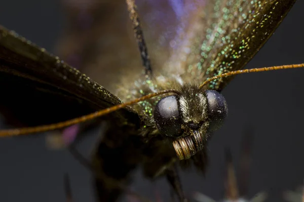 Macro Bild Fjäril Ett Labb — Stockfoto