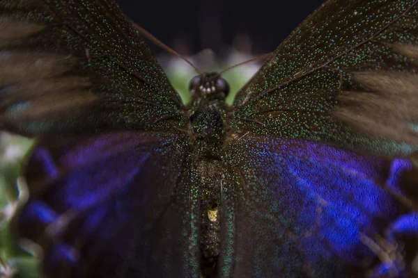 Macro Photo Papillon Dans Laboratoire — Photo