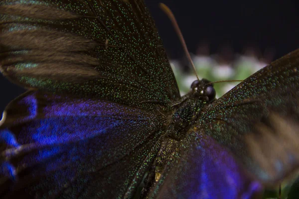 Makroaufnahme Eines Schmetterlings Labor — Stockfoto