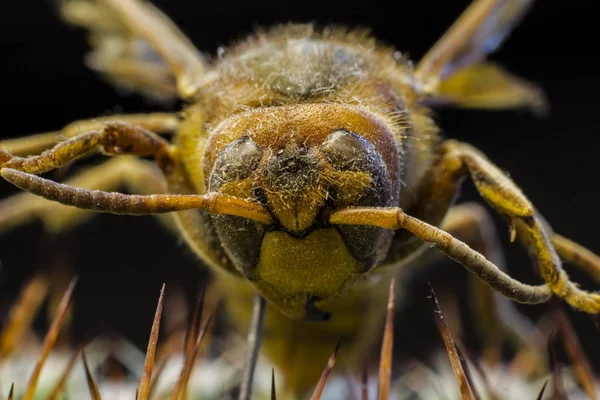 Makrobild Einer Bienenkönigin — Stockfoto