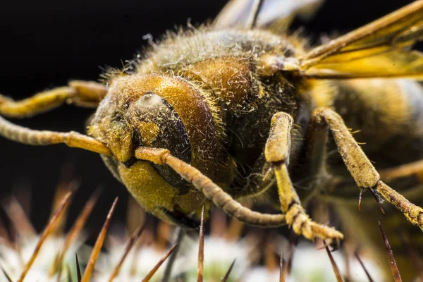 Macro picture of a queen bee