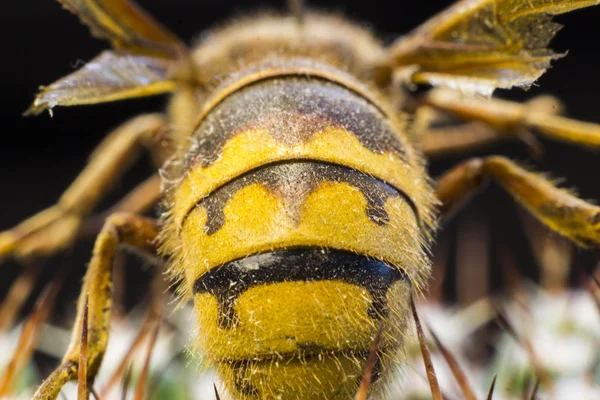 Макрокартина Королевы Пчел — стоковое фото