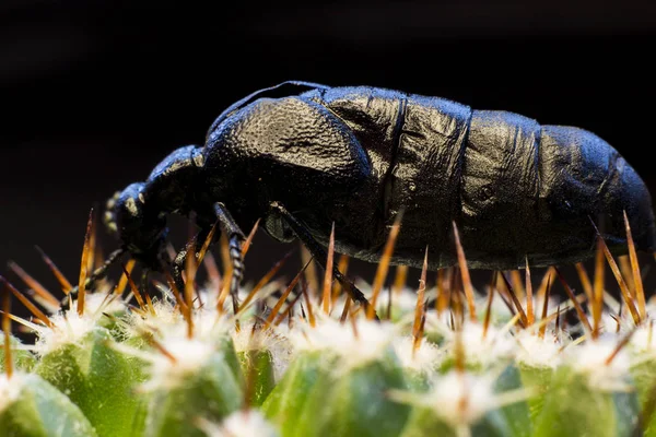 黒い虫のマクロ写真 — ストック写真