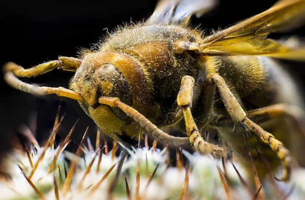 Makrobild Einer Bienenkönigin — Stockfoto