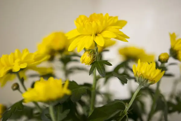 Makro Obrázek Květiny — Stock fotografie