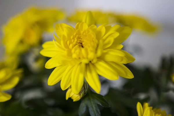 Makro Obrázek Květiny — Stock fotografie