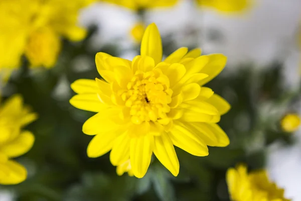 Makro Obrázek Květiny — Stock fotografie