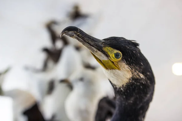 Educación Aves Colegio Las Islas Feroe —  Fotos de Stock