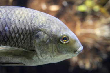 Güney Amerika, Asya ve Kuzey Denizi 'nden balıklar 