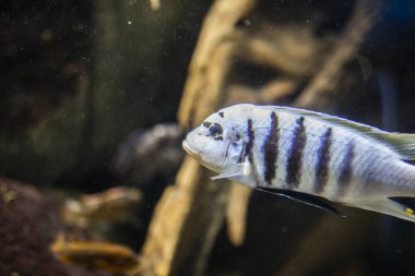 Güney Amerika, Asya ve Kuzey Denizi 'nden balıklar 