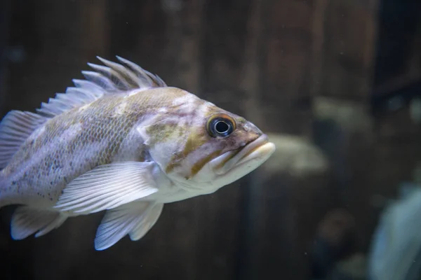 Peces América Del Sur Asia Mar Del Norte — Foto de Stock