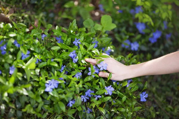 Flicka sitter på fältet periwinkle. Royaltyfria Stockfoton