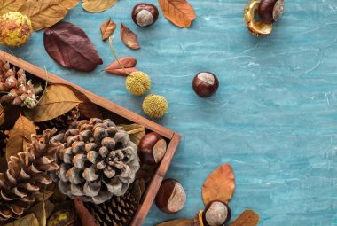 Sonbahar için düz yatıyordu kompozisyon tatil tebrik kartları. Çam kozalakları, meşe dalları, meşe palamutları, yaprakları, kestane mavi dokulu arka plan üzerinde mezarda. Üstten Görünüm.