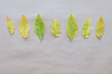 Düz yatıyordu kompozisyon için sonbahar tatil Şükran Günü tebrik kartları ile kraft kağıt arka plan yapraklarda. Üstten Görünüm.