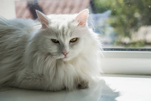 Branco bonito bonito gato muito fofo com olhos laranja senta-se em um peitoril da janela e olha para fora da janela para a rua . — Fotografia de Stock