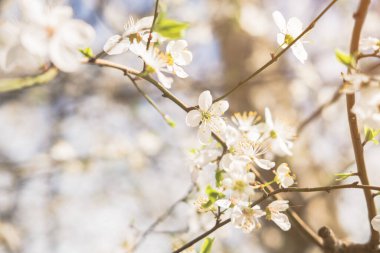 Çiçek açan beyaz çiçekler bahar ağacı dalı. Seçici odaklanma. Güneş ışığı.