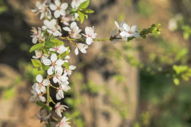 Çiçek açan beyaz çiçekler bahar ağacı dalı. Seçici odaklanma. Güneş ışığı.