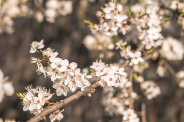 Çiçek açan beyaz çiçekler bahar ağacı dalı. Seçici odaklanma. Güneş ışığı.