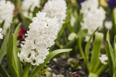 Bahçede yerde büyüyen beyaz sümbül çiçekleri. Bahar çiçekleri.