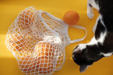 Oranges lie in string bag on bright yellow background and hard sunshine with black and white tuxedo cat. The concept of zero waste. Using reusable bags instead of disposable cellophane packets. clipart