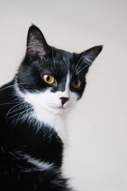 Komik siyah beyaz smokinli kedi pencere eşiğinde oturuyor ve pencereden dışarı bakıyor, can sıkıntısı, rahatlık, uykusuzluk. Karantina ve salgın sırasında evdeki hayvanların kendilerini izole etmeleri..