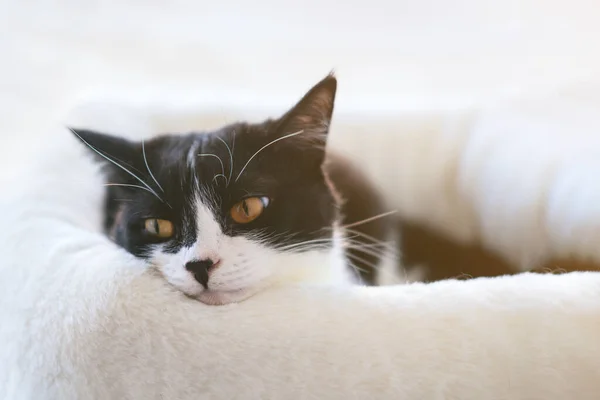 Divertido gato esmoquin blanco y negro está acostado en el alféizar de la ventana, aburrimiento, comodidad, somnolencia. Autoaislamiento de los animales en casa durante la cuarentena, pandemia . — Foto de Stock