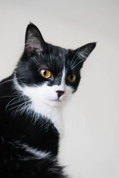 Divertido gato esmoquin blanco y negro está sentado en el alféizar de la ventana y mirando por la ventana, aburrimiento, comodidad, somnolencia. Autoaislamiento de los animales en casa durante la cuarentena, pandemia . — Foto de Stock