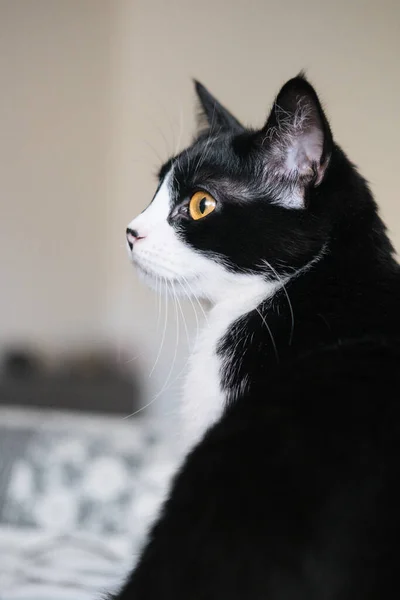 Lustige schwarz-weiße Smoking-Katze sitzt auf der Fensterbank und schaut aus dem Fenster, Langeweile, Bequemlichkeit, Schläfrigkeit. Selbstisolation der Tiere zu Hause während Quarantäne, Pandemie. — Stockfoto