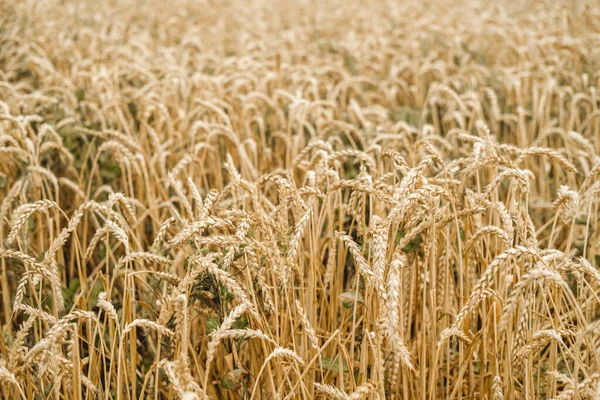 麦田,金色成熟的玉米穗,映衬着乌黑的暴风雨的天空.秋天的收获，作物歉收的威胁. — 图库照片