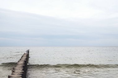 Tahta kütüklerden deniz kıyısında dalgalanan su. Martılar denizin ortasında, onun üzerinde oturuyorlar. Bulutlu yağmurlu hava.